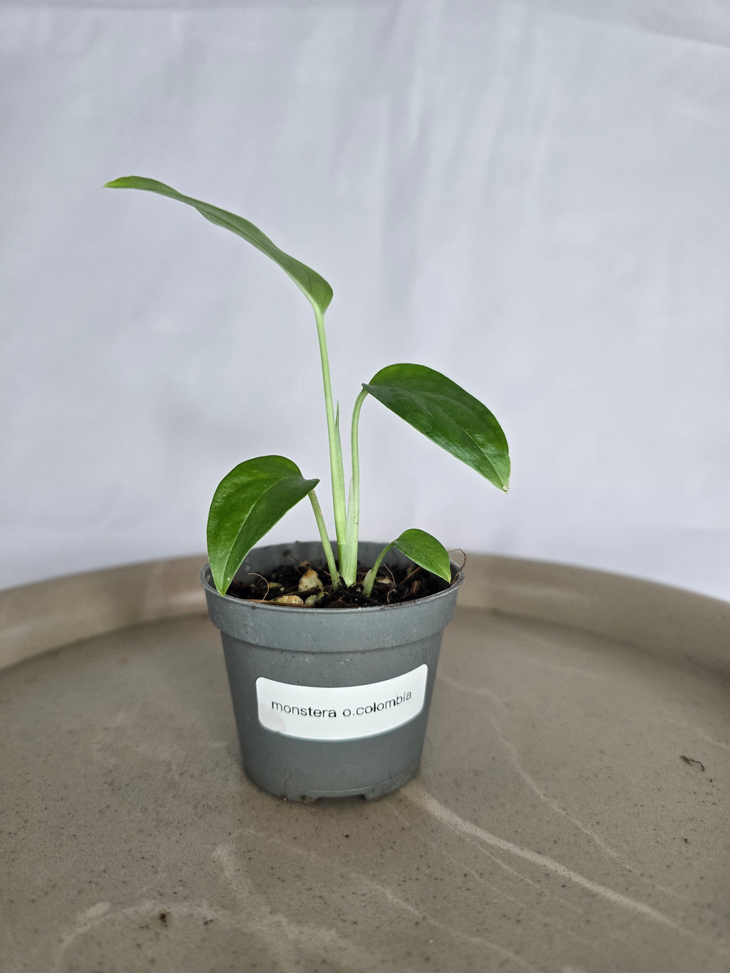 🌿✨ Monstera Obliqua Colombia – La Perle Rare des Collectionneurs ✨🌿
