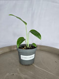 🌿✨ Monstera Obliqua Colombia – La Perle Rare des Collectionneurs ✨🌿