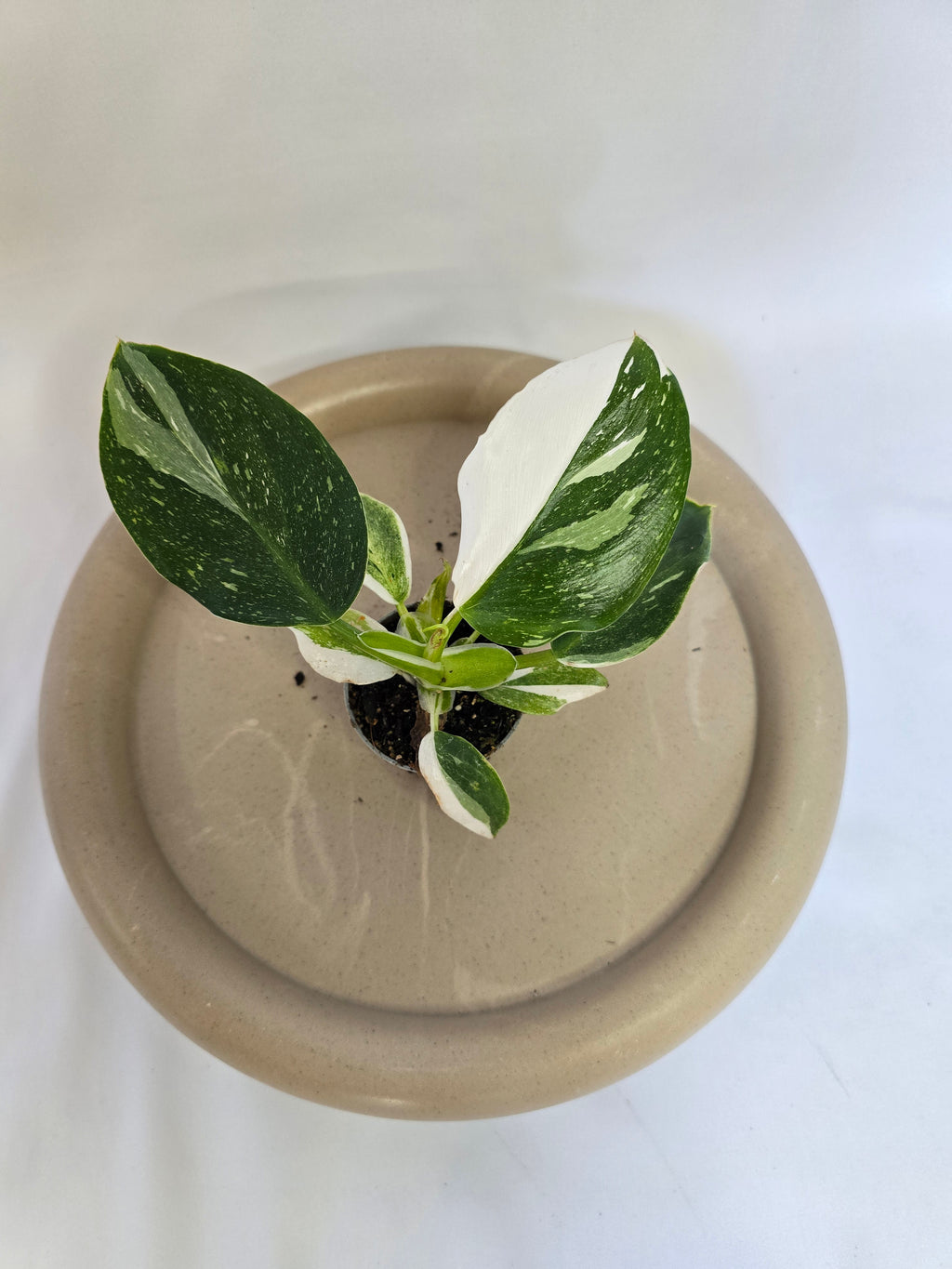 Philodendron White Wizard 🤍🌿 – Plante Rare Panachée