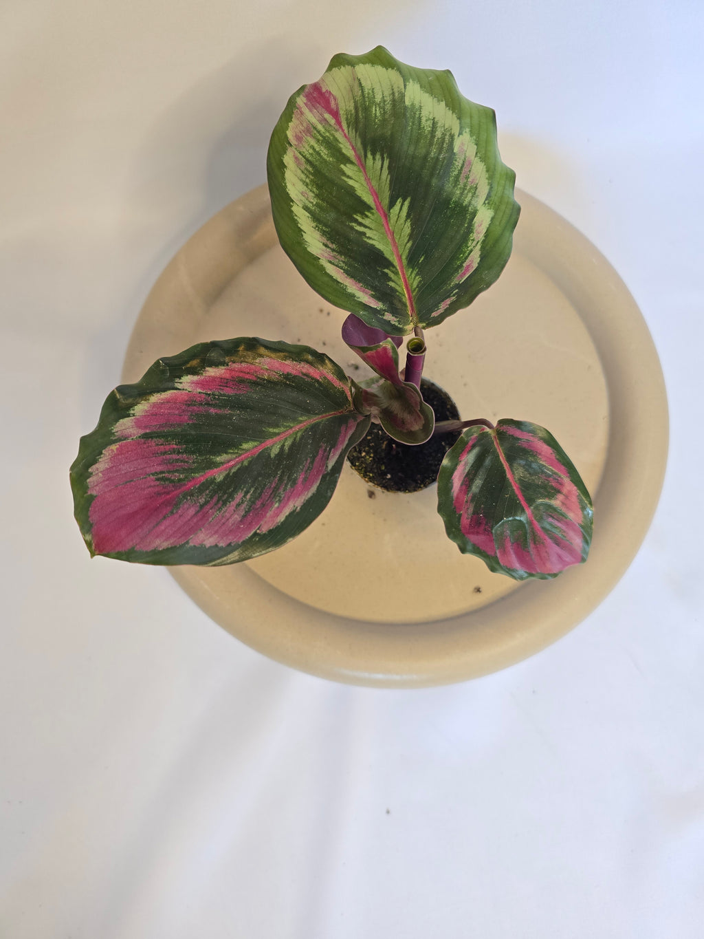 Calathea Red Mojo ❤️🌿 – Plante Tropicale Colorée (Pot 6 cm)