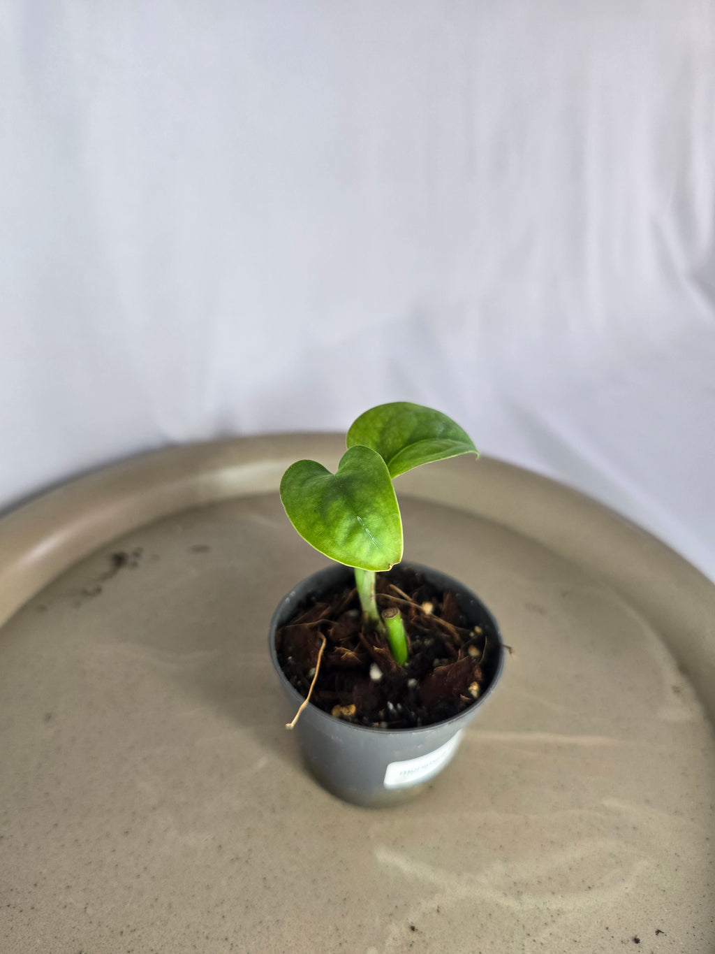 🌿✨ Monstera Obliqua El Pangui – Une Rareté Botanique Exceptionnelle ✨🌿