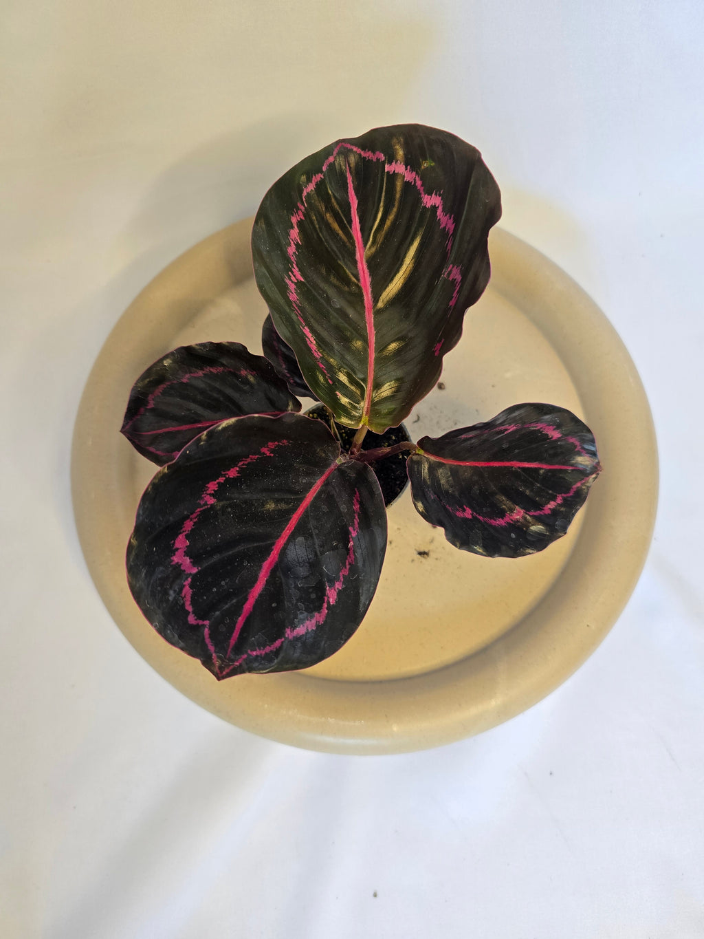 Calathea Roseopicta 🌿💗 – Plante Tropicale Élégante