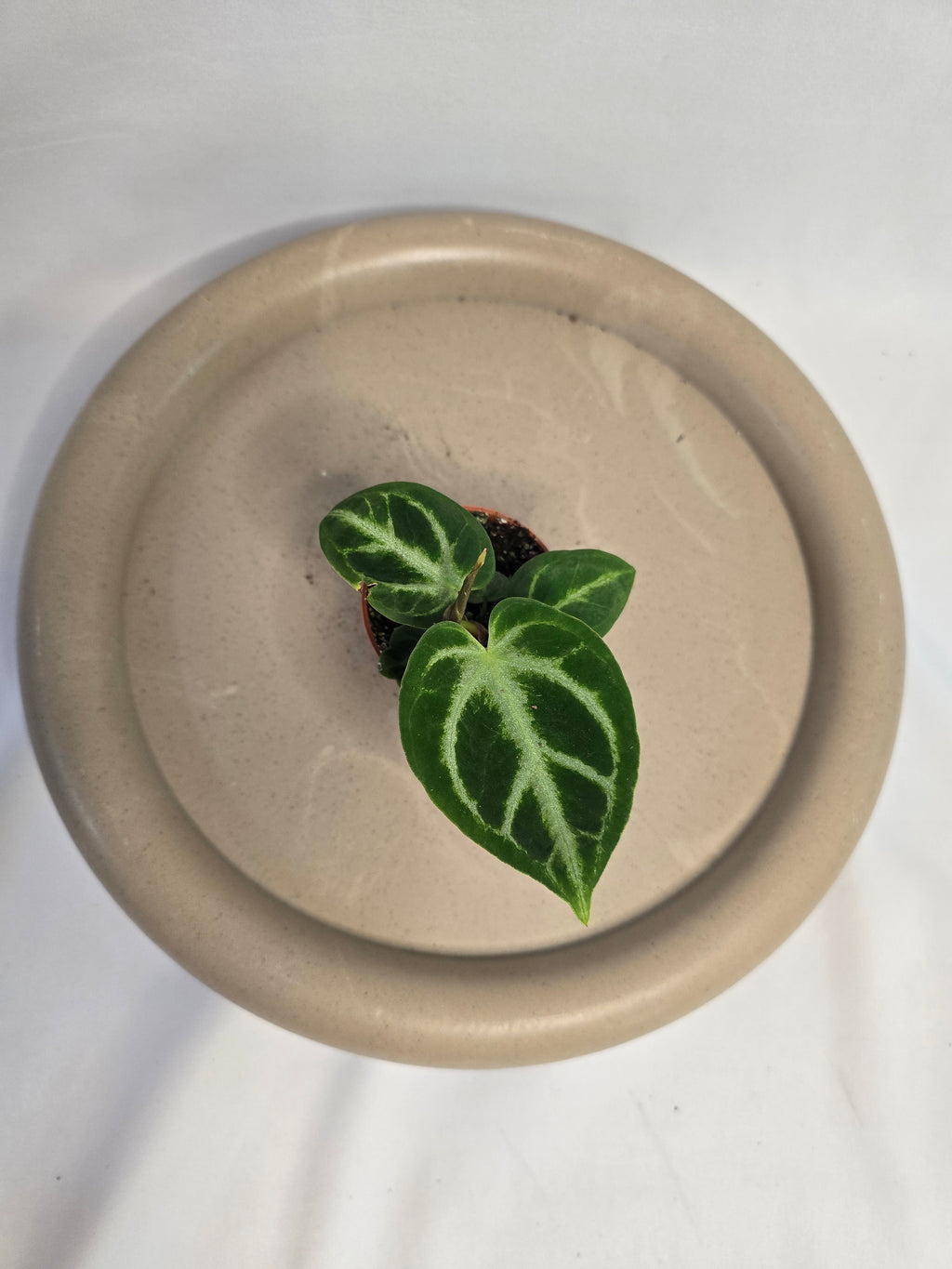 Anthurium Crystallinum silver blush – Plante tropicale rare velours