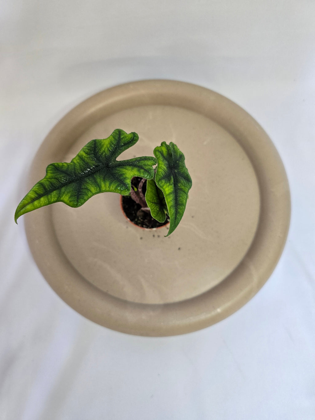 Alocasia Jacklyn 🌿 – Plante Tropicale Rare au Feuillage Unique