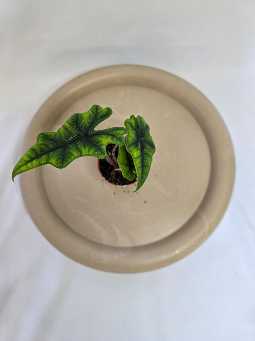 Alocasia Jacklyn 🌿 – Plante Tropicale Rare au Feuillage Unique