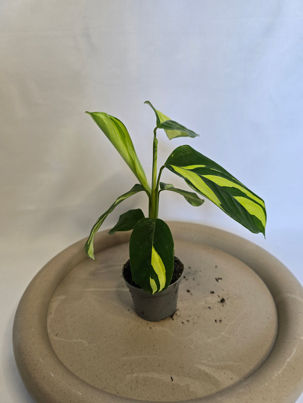 calathea Golden Mosaic 🌿✨ – Plante Tropicale Lumineuse (Pot 6 cm)