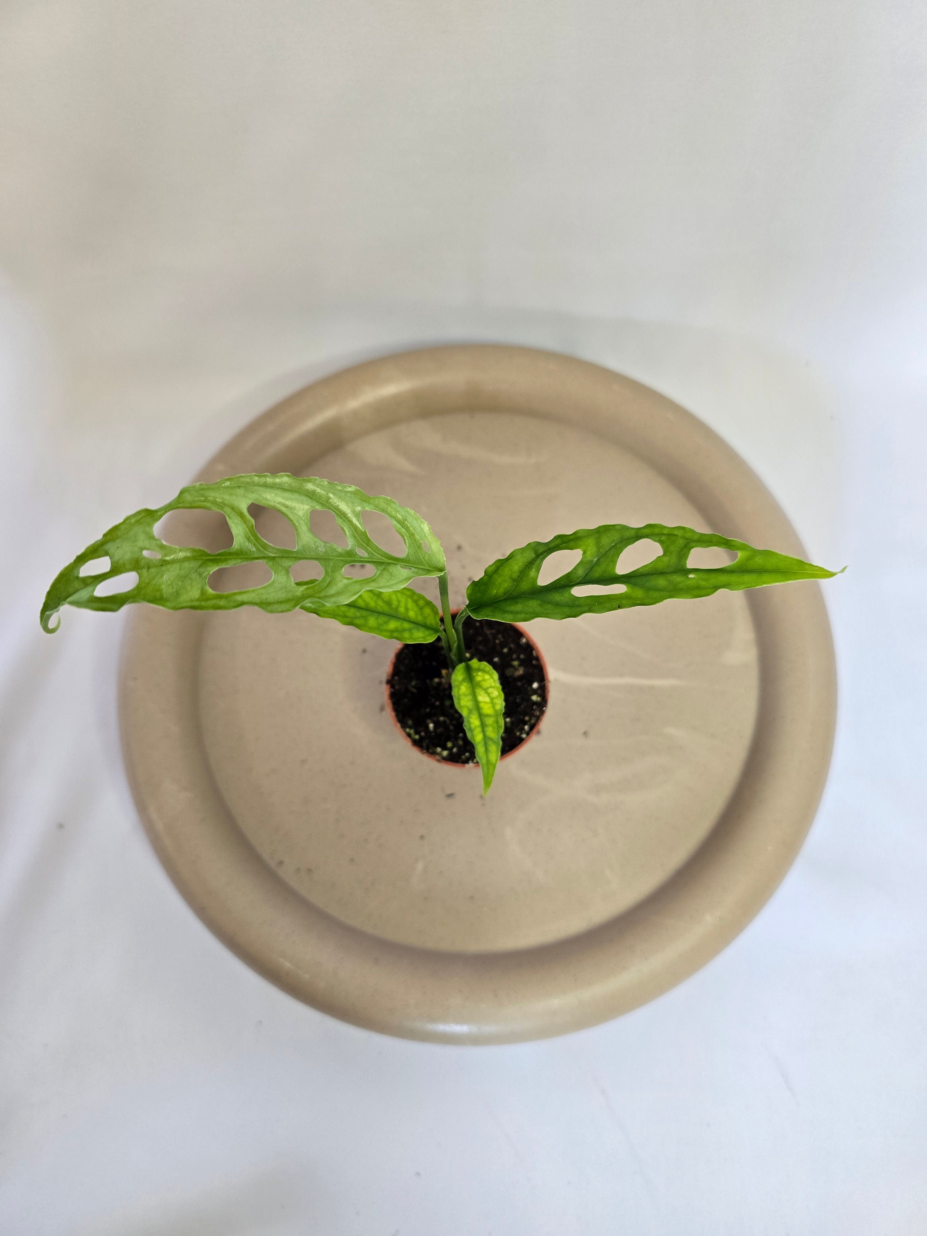 Monstera Obliqua Peru 🌿✨ – Plante Tropicale Rare