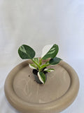 Philodendron White Wizard 🤍🌿 – Plante Rare Panachée