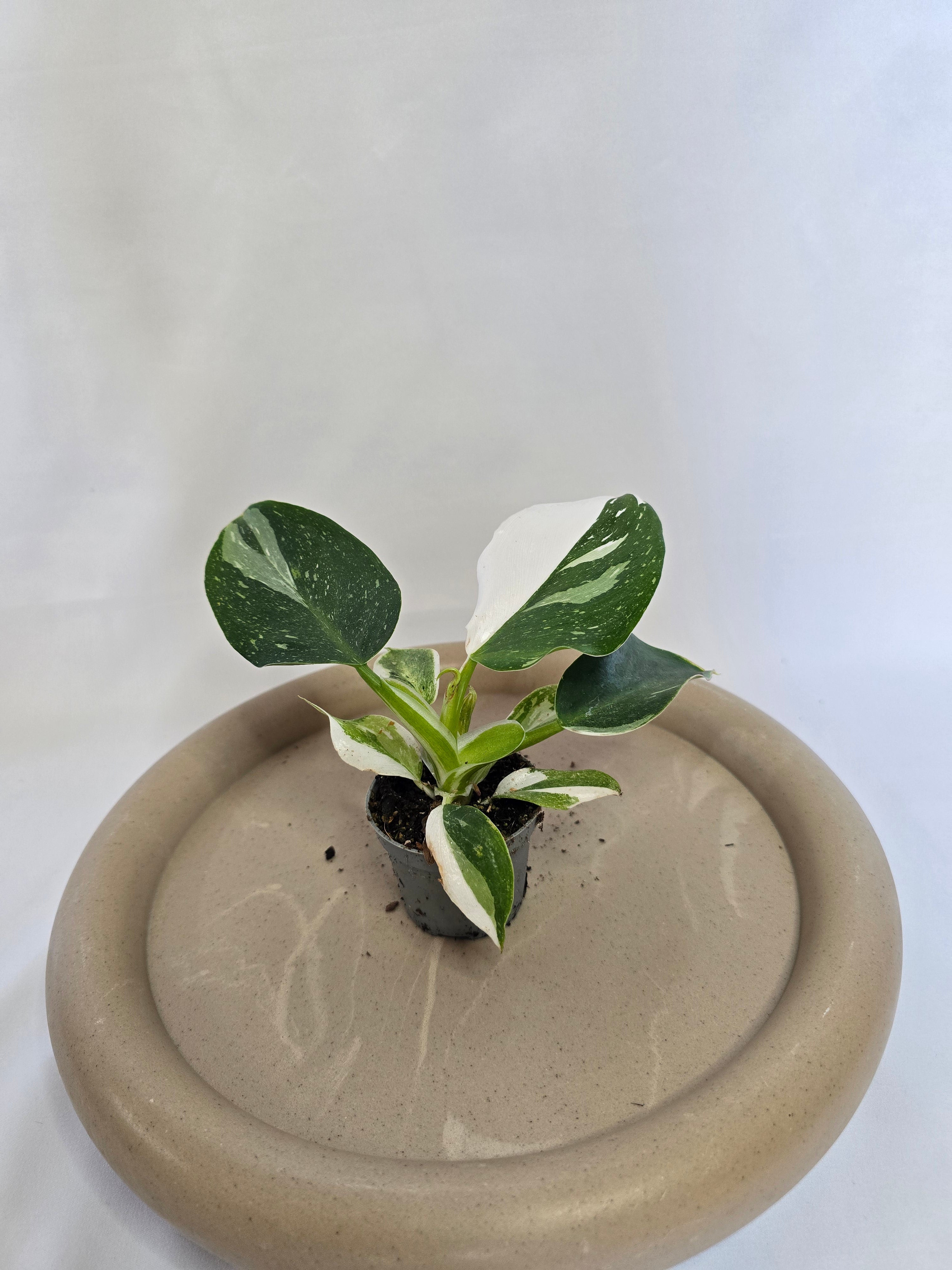 Philodendron White Wizard 🤍🌿 – Plante Rare Panachée