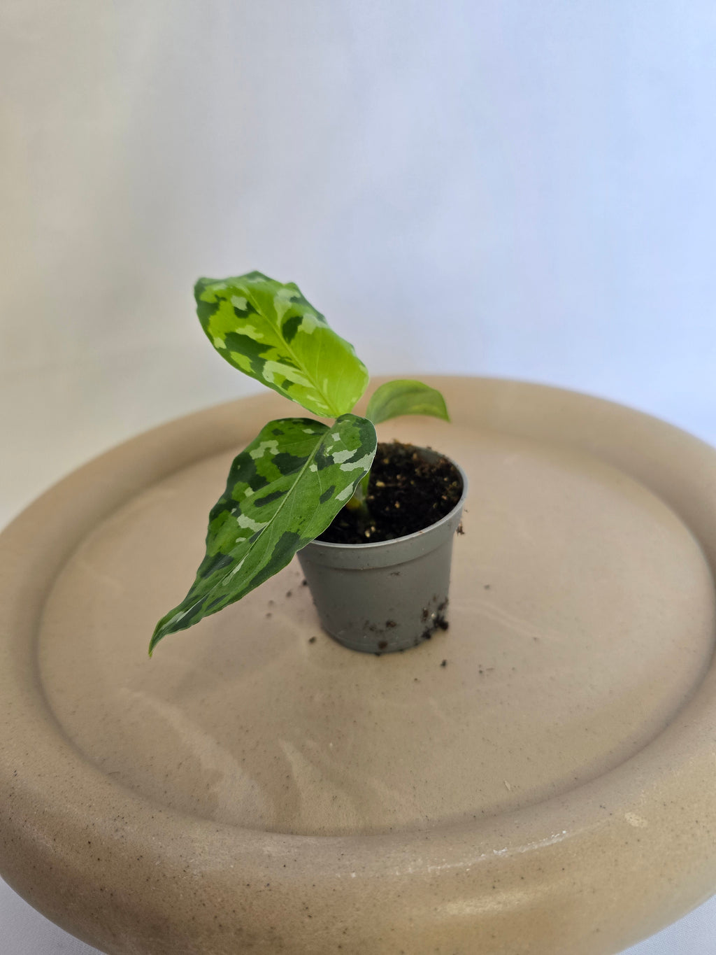 Aglaonema Pictum Tricolor 🌿 – Plante Tropicale Rare Camouflage