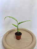 Monstera Obliqua Peru 🌿✨ – Plante Tropicale Rare