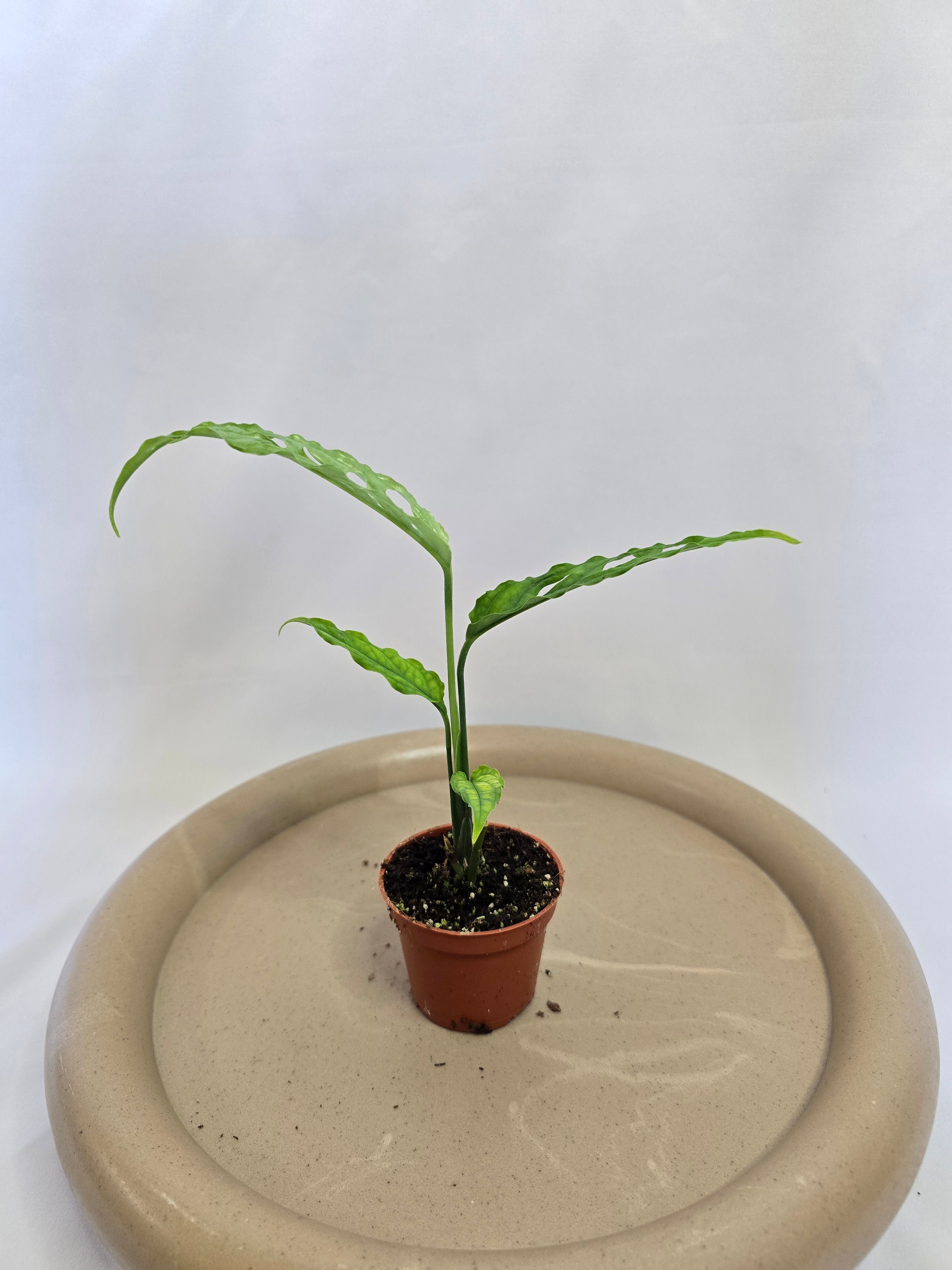 Monstera Obliqua Peru 🌿✨ – Plante Tropicale Rare