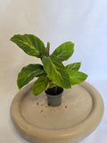 Calathea Misto 🌿✨ – Plante Tropicale Élégante