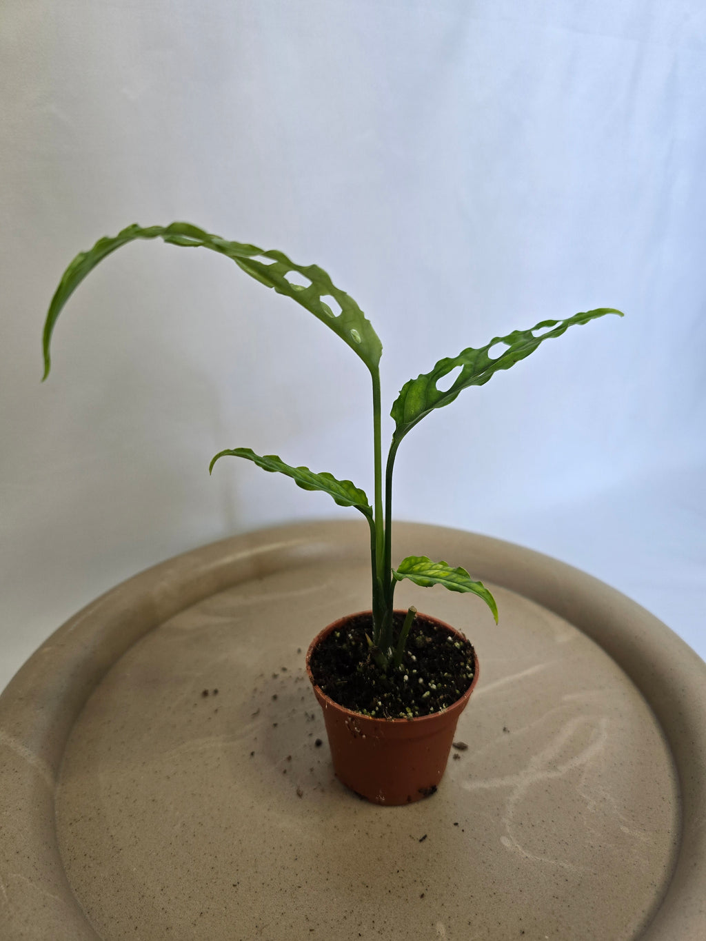 Monstera Obliqua Peru 🌿✨ – Plante Tropicale Rare