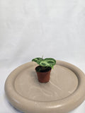 Anthurium Crystallinum silver blush – Plante tropicale rare velours