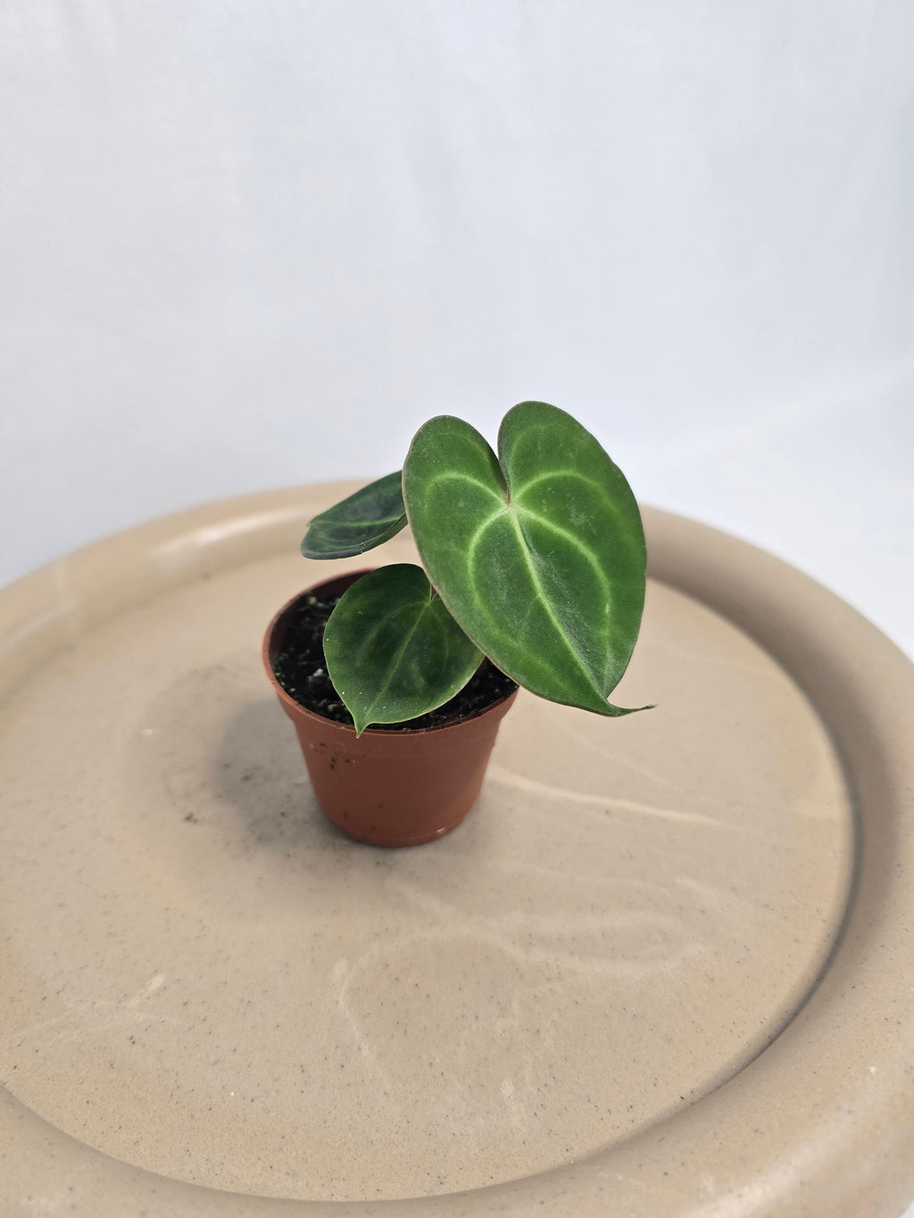 Anthurium Clarinervium – Plante tropicale rare velours