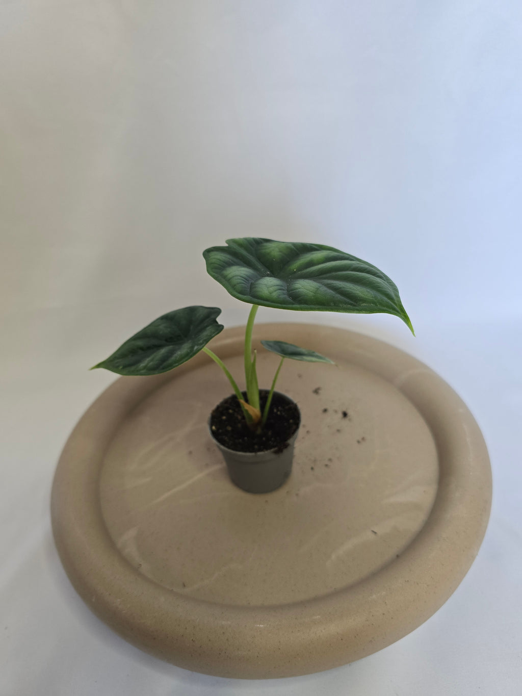 Alocasia Dragon Scale 🐉🌿 – Plante Tropicale Rare