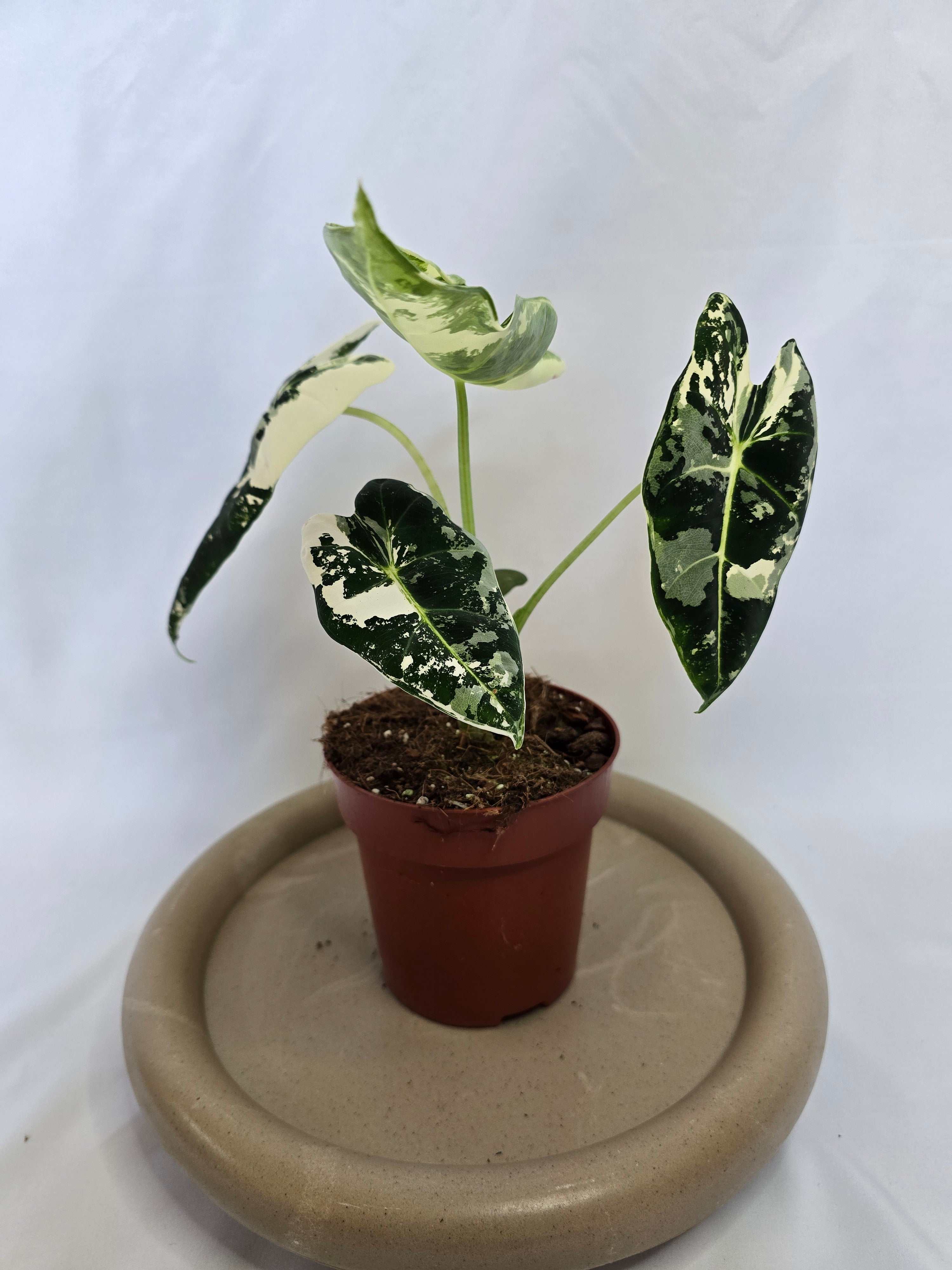 Alocasia Frydek Variegata 🌿✨ – Plante Rare Panachée