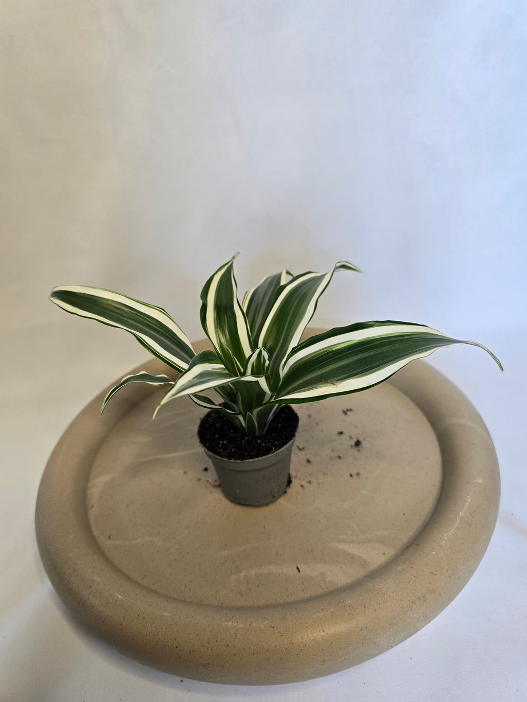 Dracaena White Jewel 🤍🌿 – Plante Tropicale Élégante (Pot 6 cm)