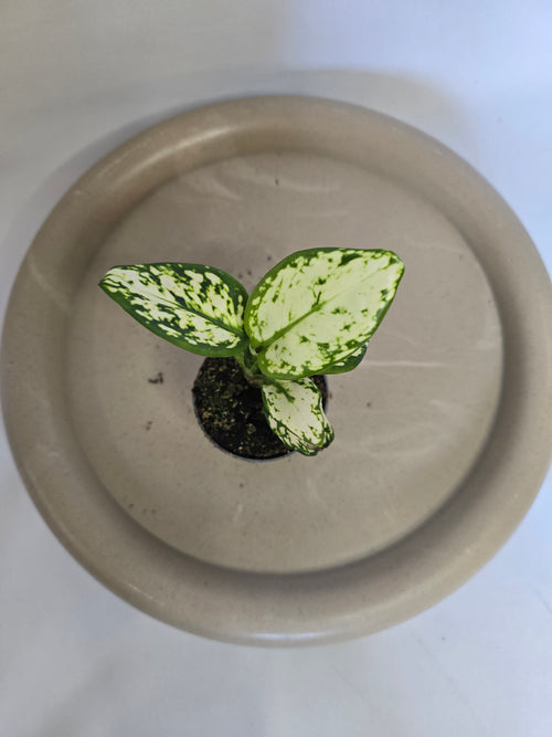Aglaonema Snowflake ❄️🌿 – Plante Tropicale Élégante