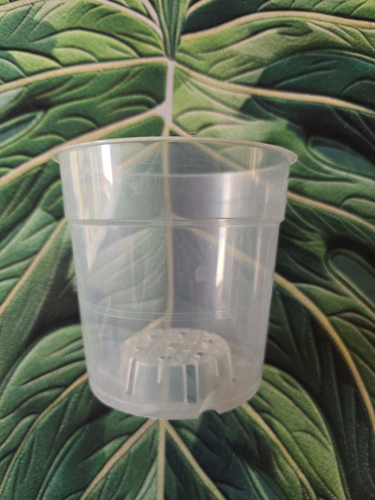 Pot transparent 12 cm