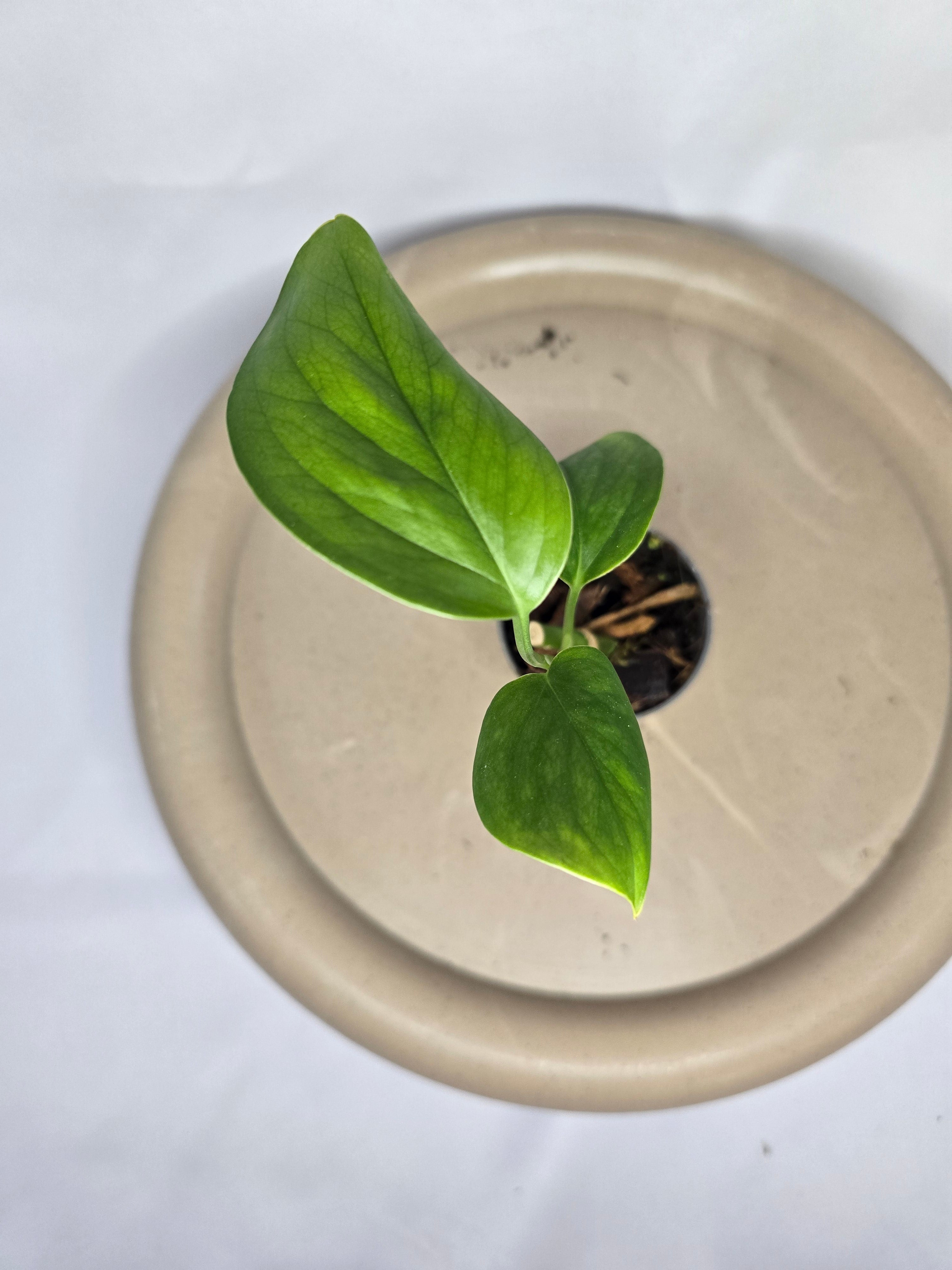 🌿✨ Monstera Lechleriana – L’Élégance Tropicale Authentique ✨🌿