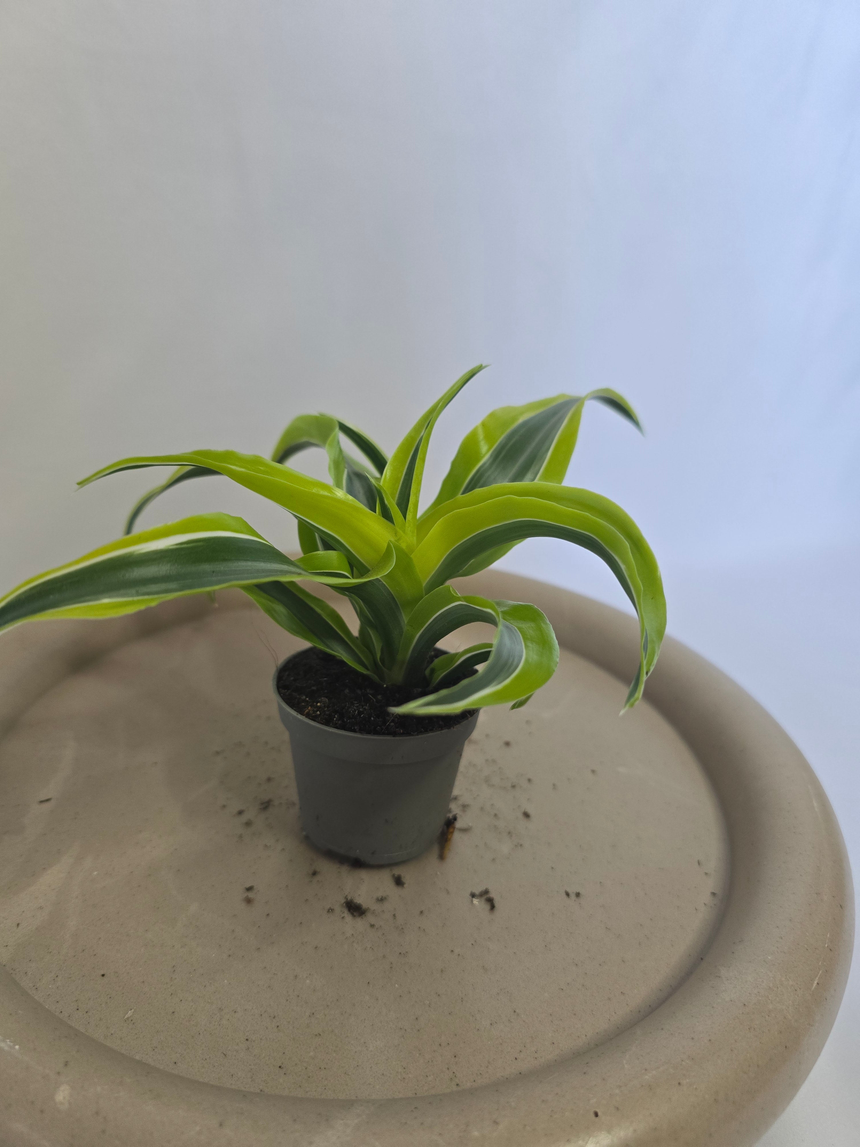 Dracaena Lemon Surprise 🍋🌿 – Plante Tropicale Lumineuse