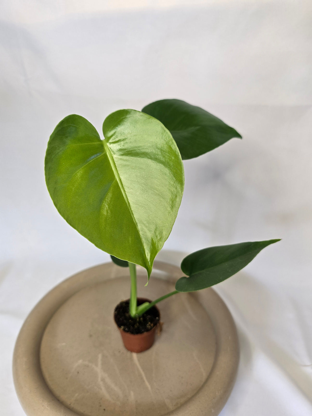 Monstera deliciosa 🌱✨️