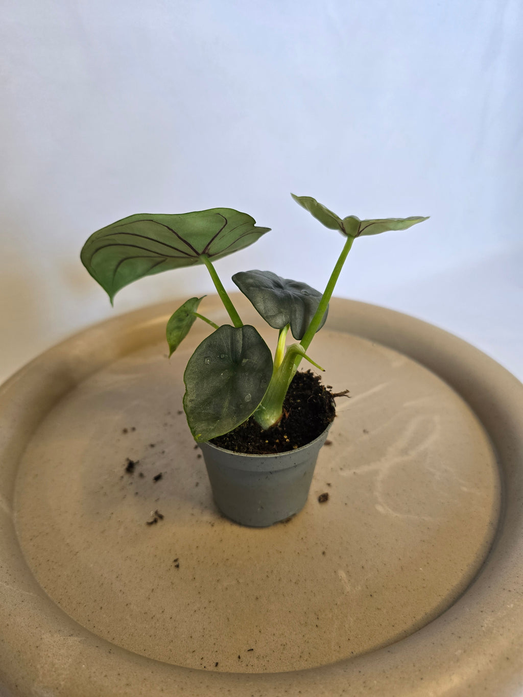 Alocasia Silver Dragon 🐉✨ – Plante Tropicale Rare