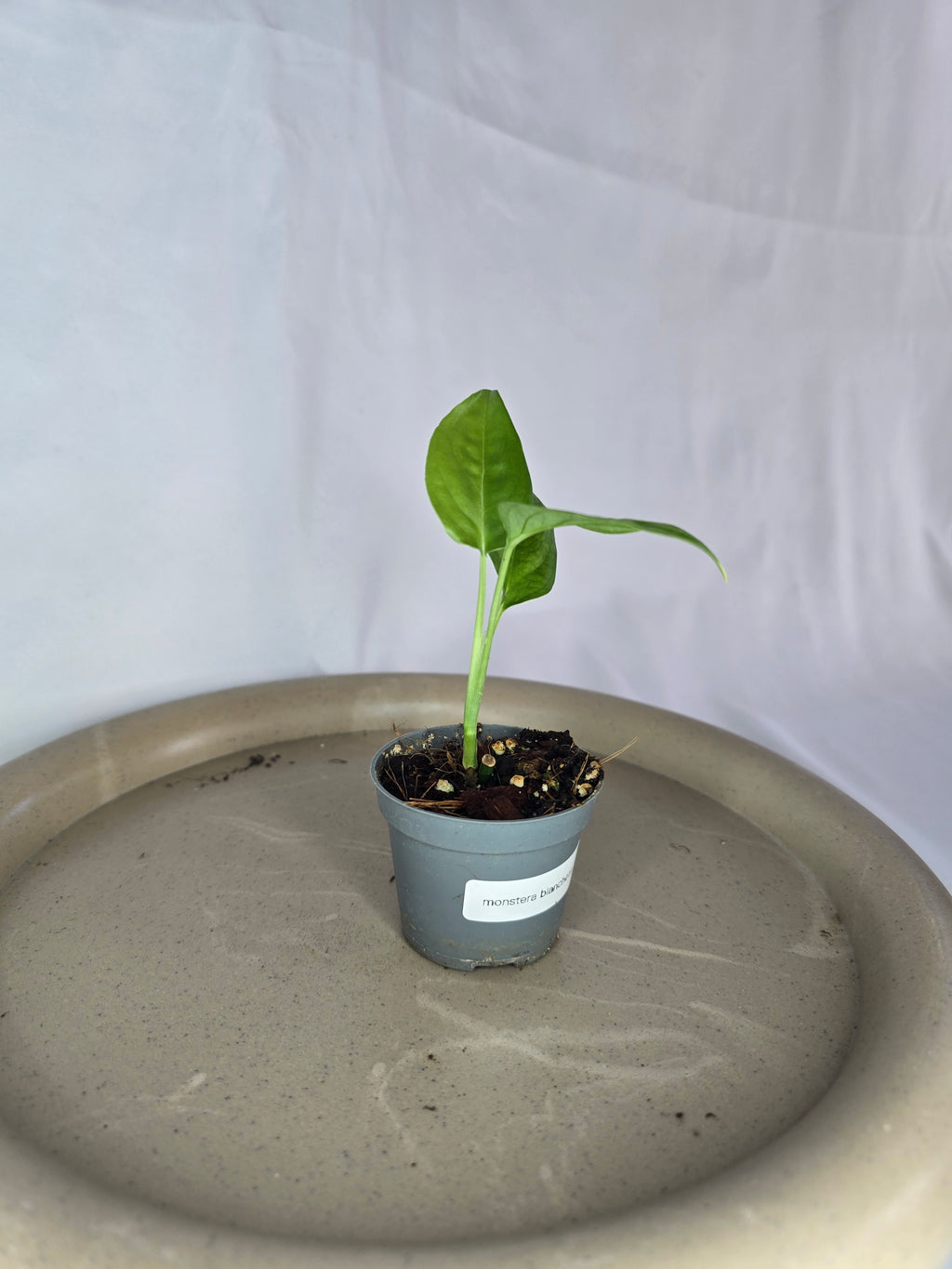 🌿✨ Monstera Blanchetii – L’Exotique Rare et Élégante ✨🌿