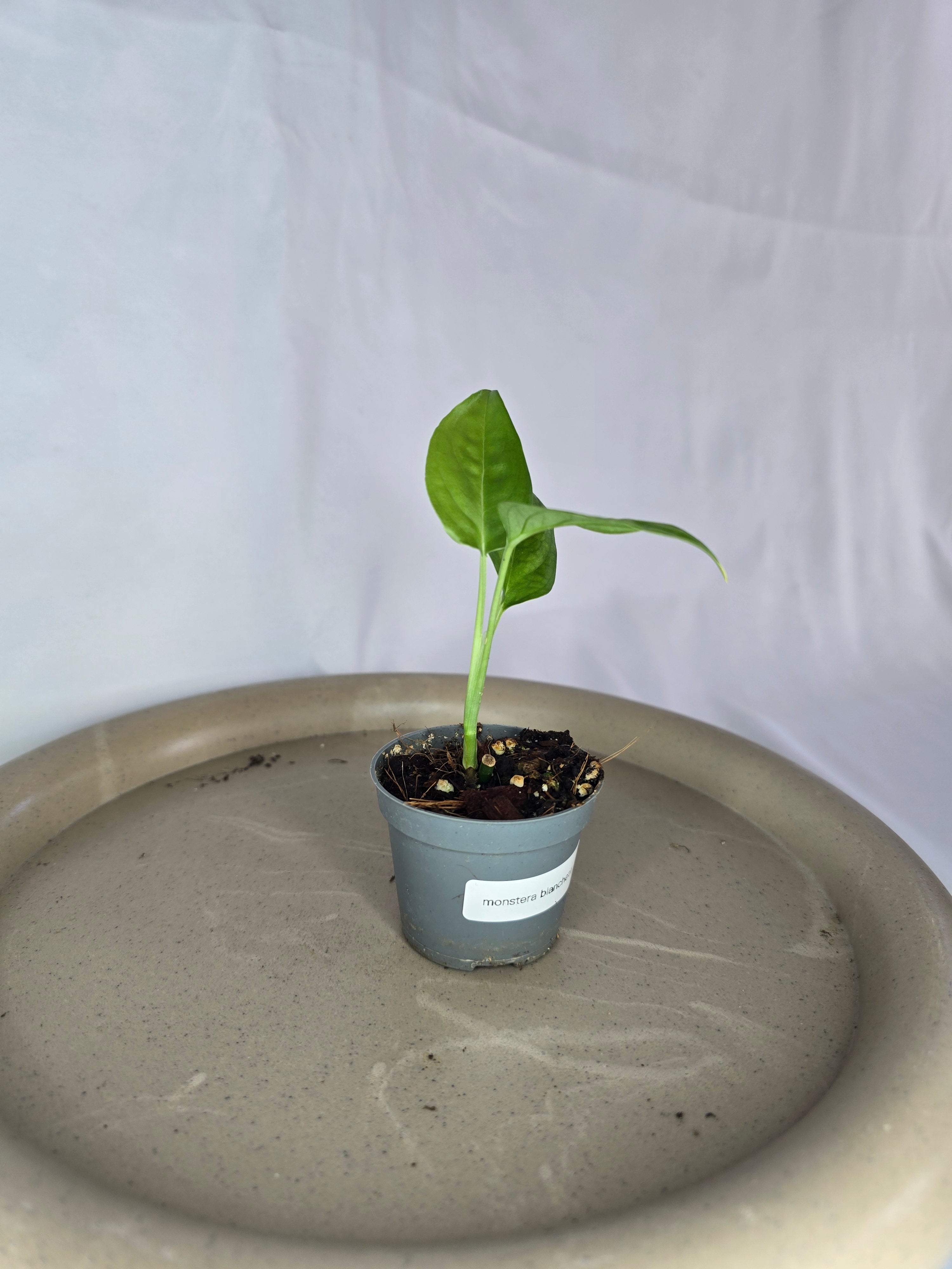 🌿✨ Monstera Blanchetii – L’Exotique Rare et Élégante ✨🌿
