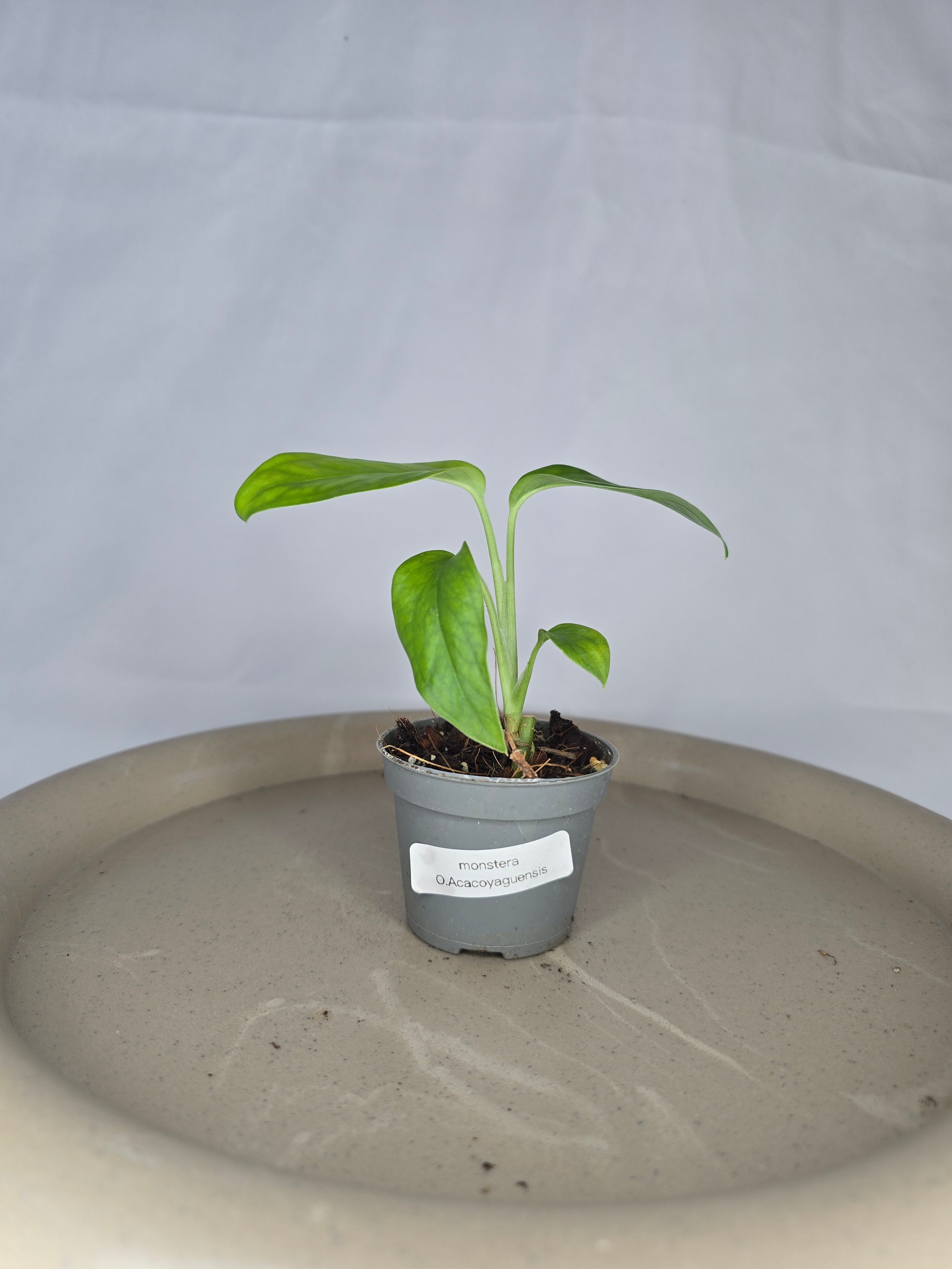 🌿✨ Monstera Obliqua Acacoyaguensis – La Rareté Botanique d’Exception ✨🌿