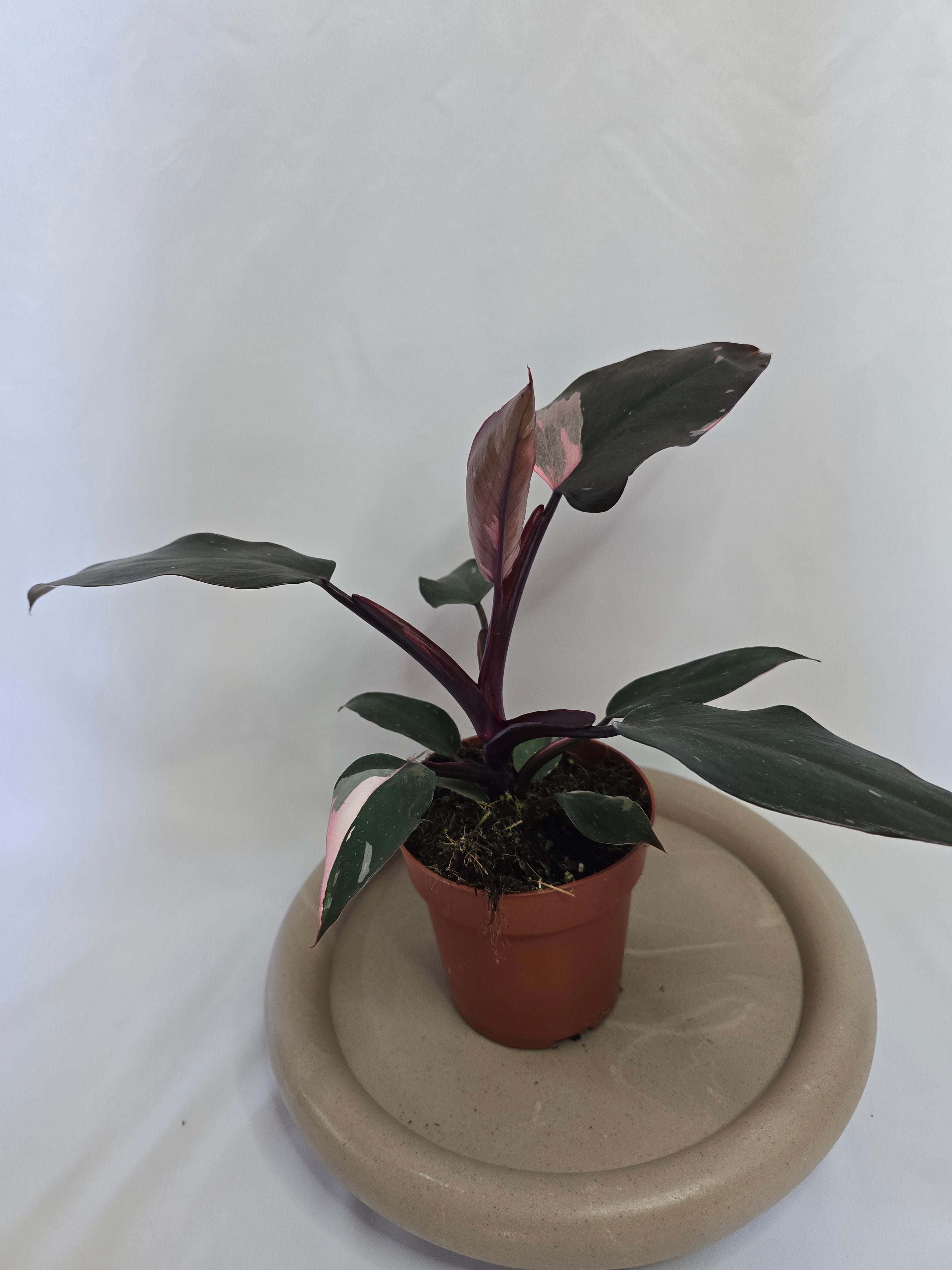 Philodendron Burgundy Princess 🌿❤️ – Plante Tropicale Élégante