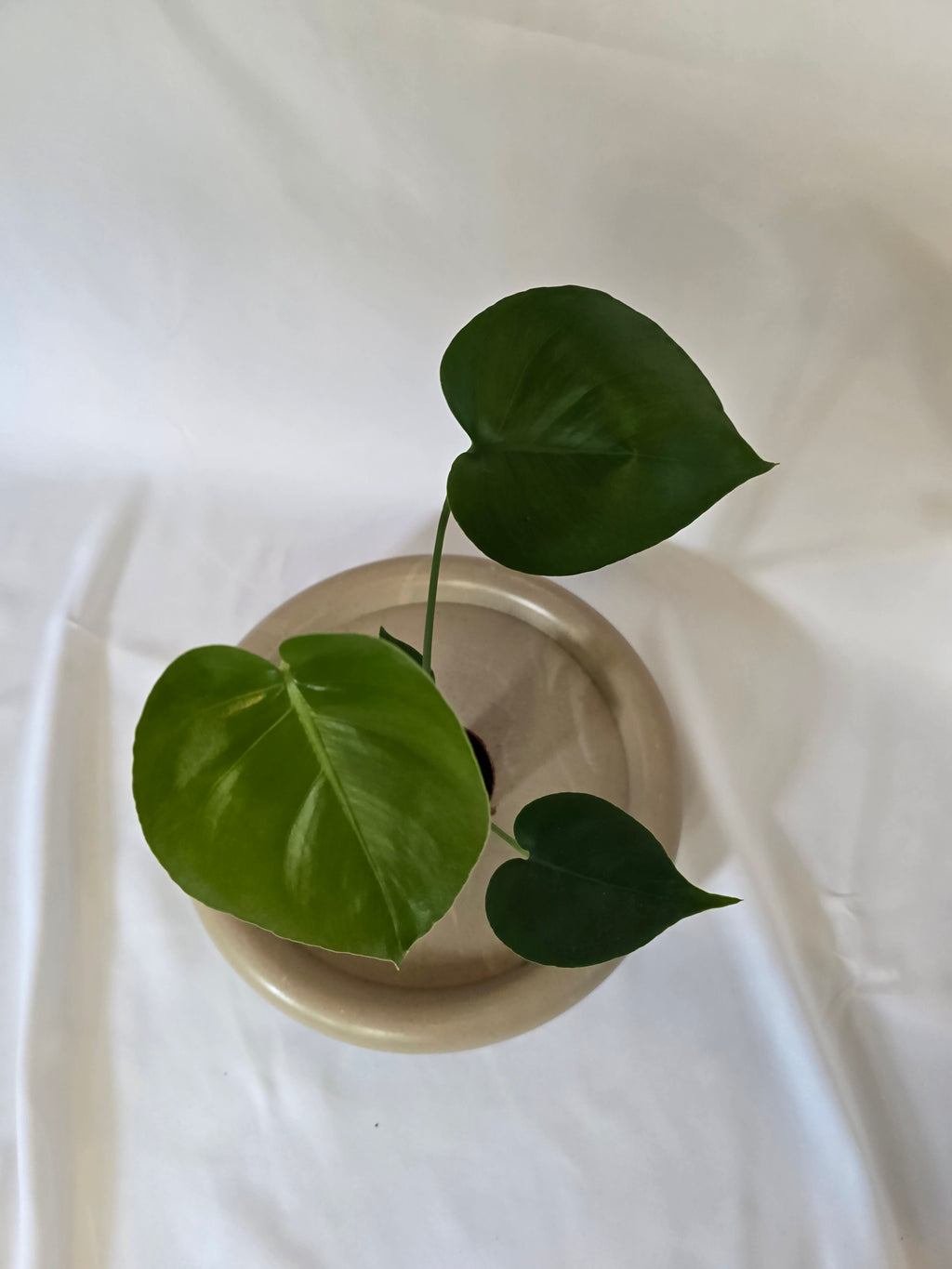 Monstera deliciosa 🌱✨️
