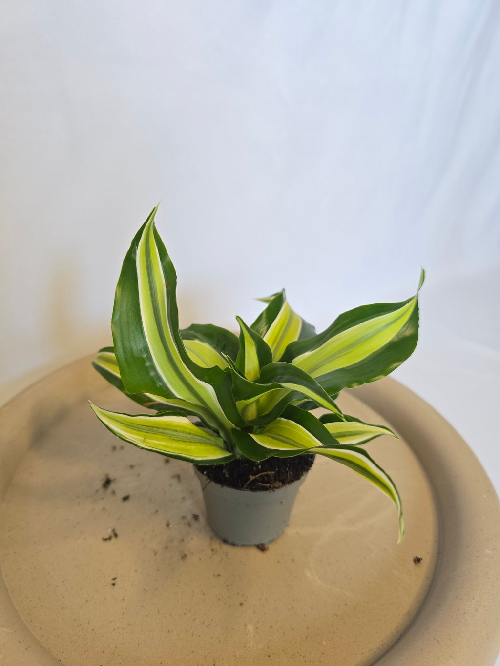 Dracaena Lemon Lime 🍋🌿 – Plante Tropicale Colorée