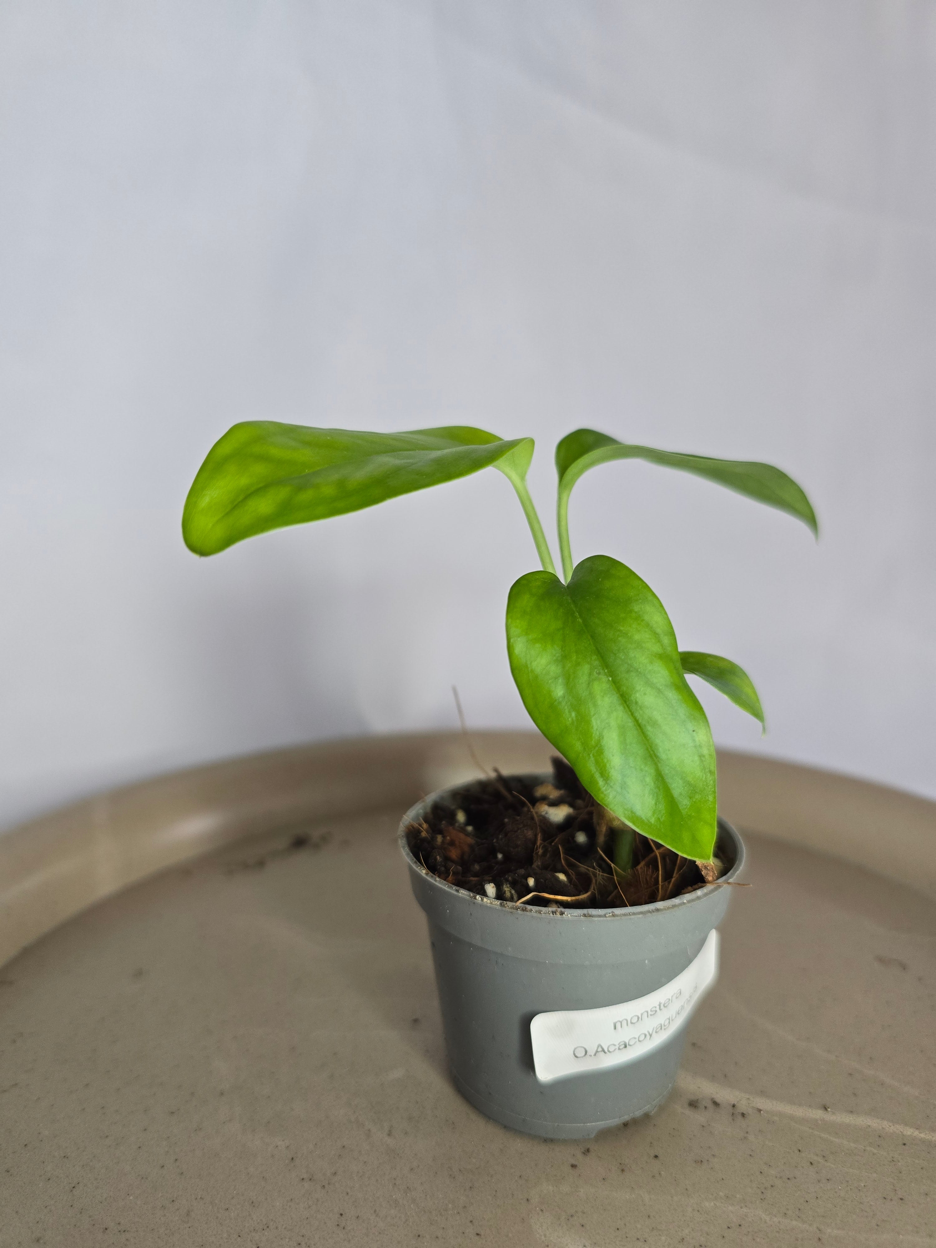🌿✨ Monstera Obliqua Acacoyaguensis – La Rareté Botanique d’Exception ✨🌿