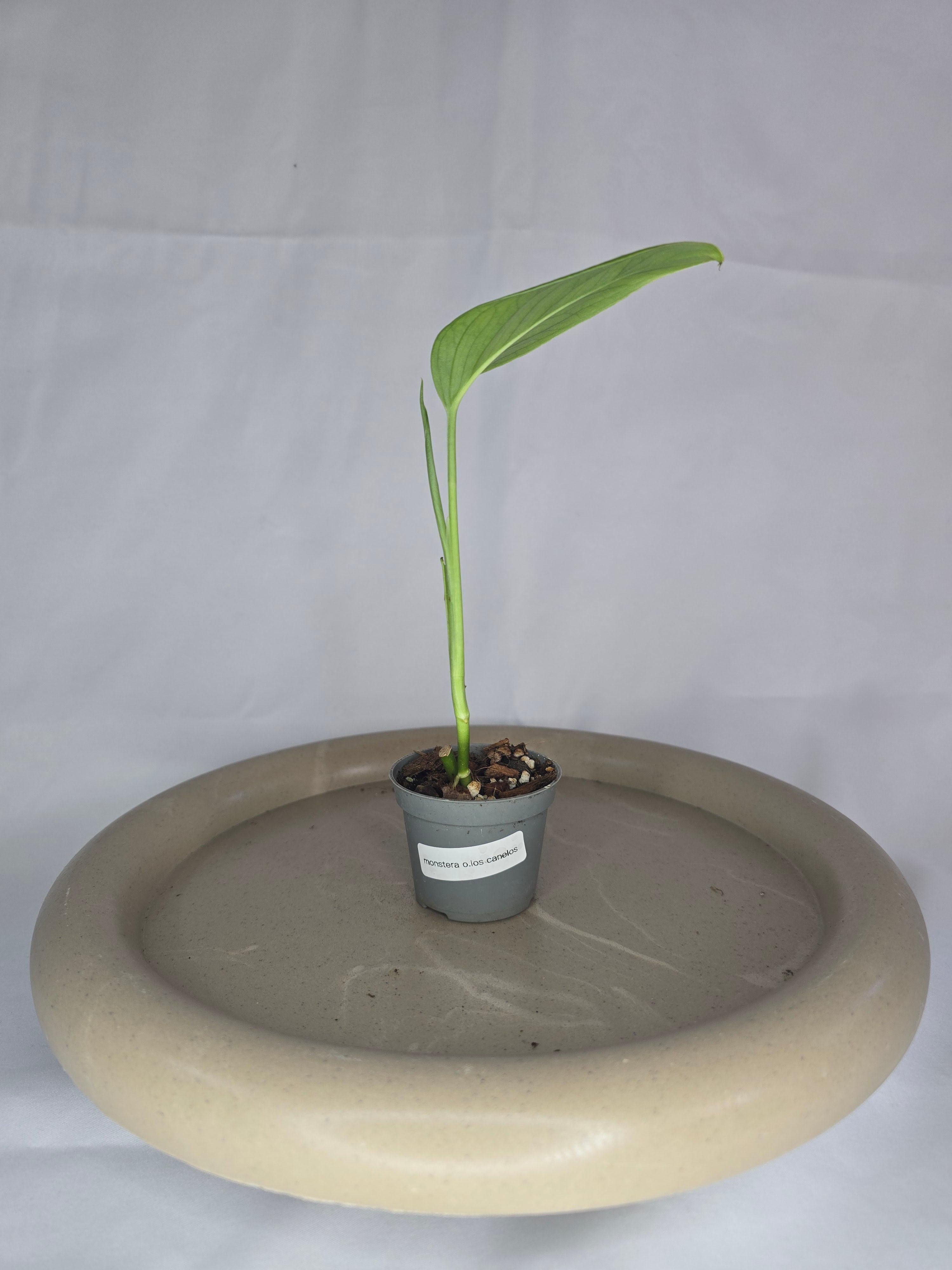🌿✨ Monstera Obliqua Los Canelos – Une Beauté Rare pour Collectionneurs ✨🌿