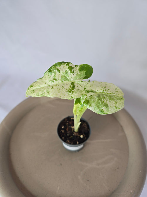 Alocasia Batik Variegata🌱✨️