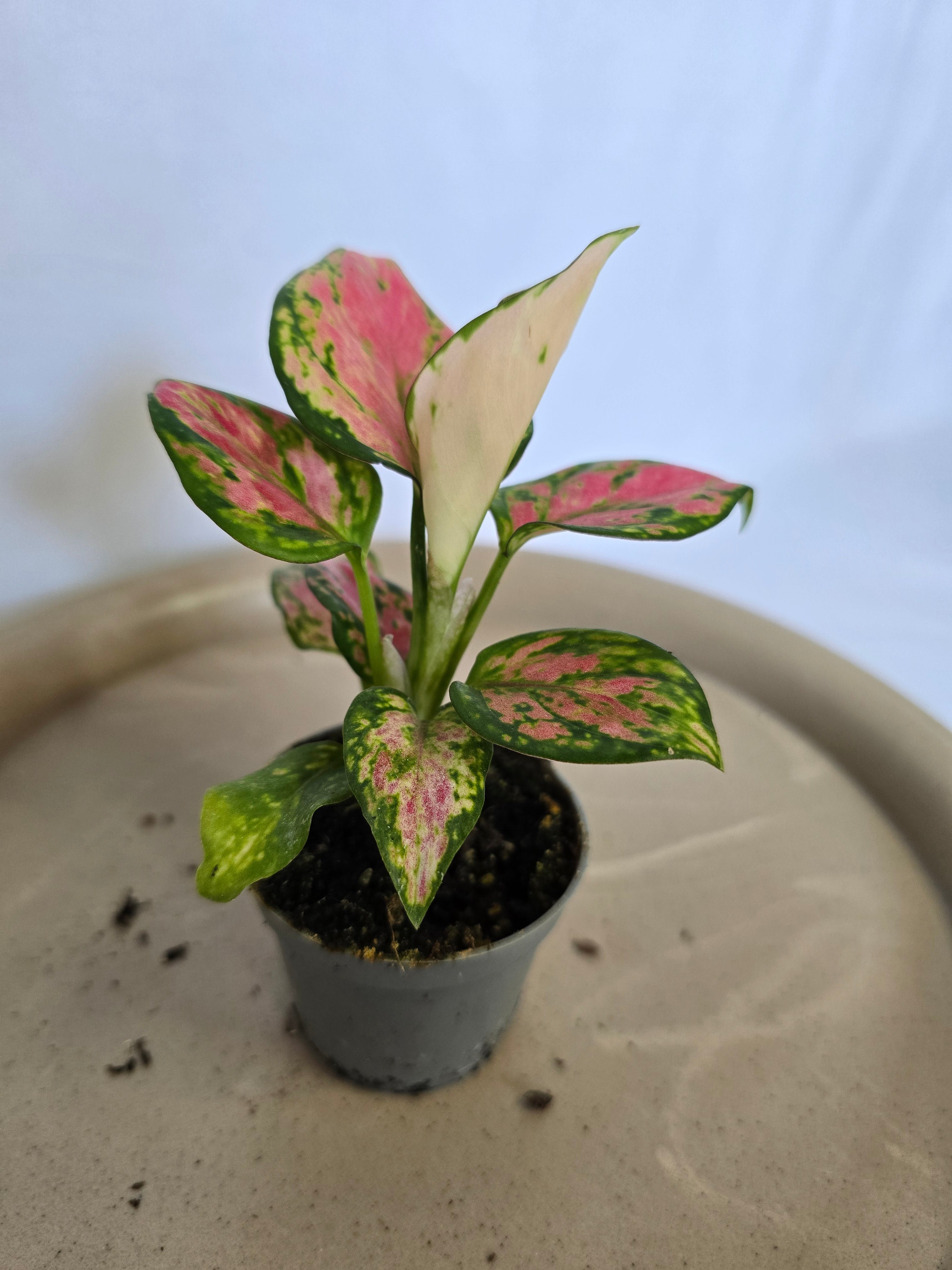 Aglaonema Red Valentine ❤️🌿 – Plante Tropicale Colorée