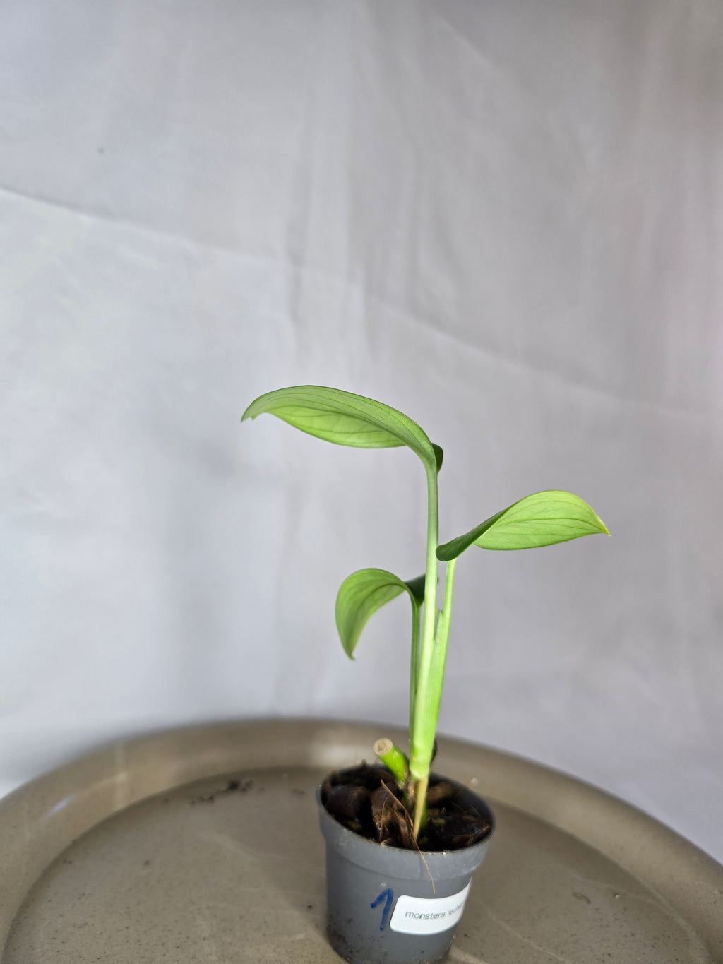 🌿✨ Monstera Lechleriana – L’Élégance Tropicale Authentique ✨🌿