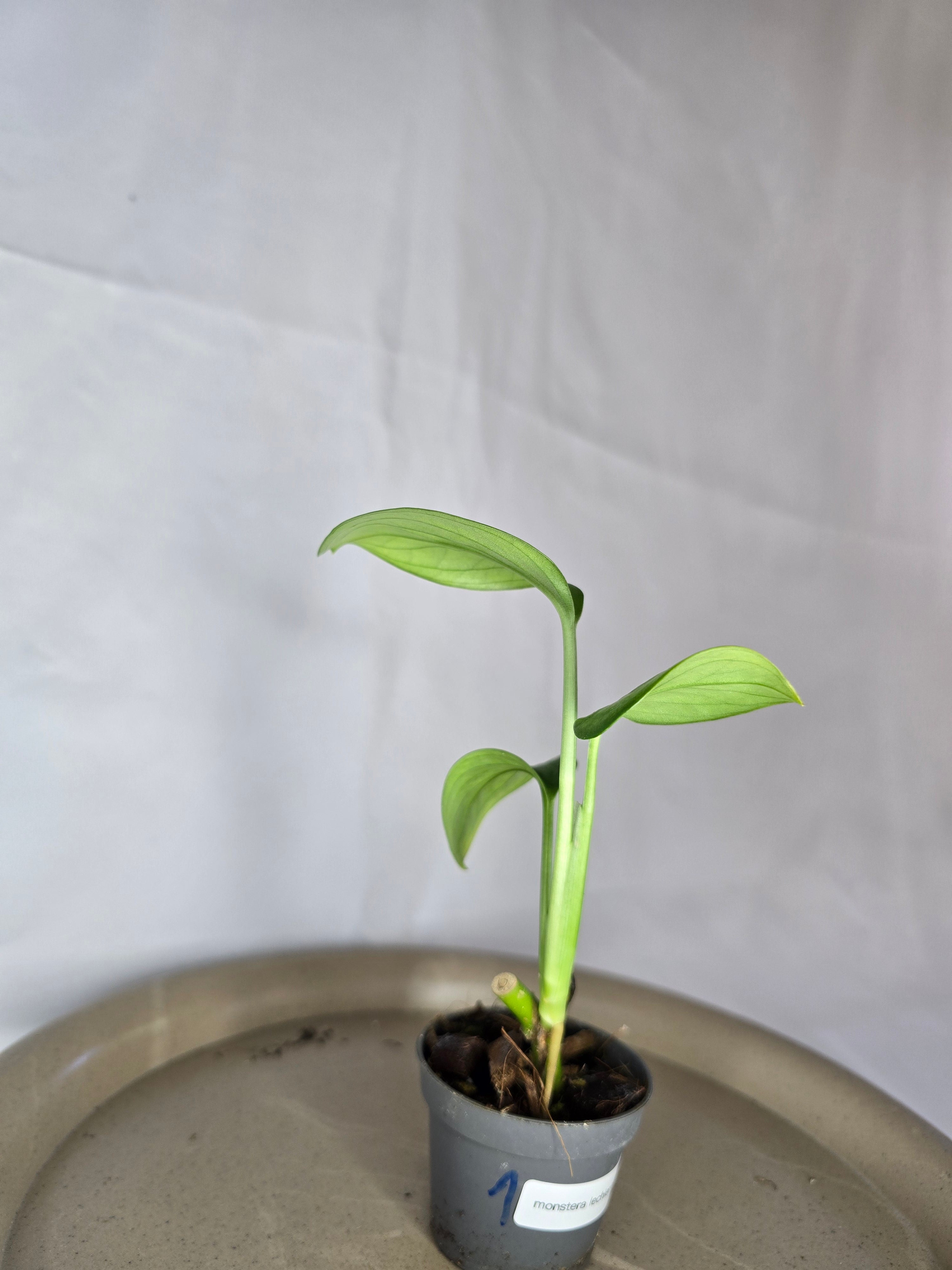 🌿✨ Monstera Lechleriana – L’Élégance Tropicale Authentique ✨🌿