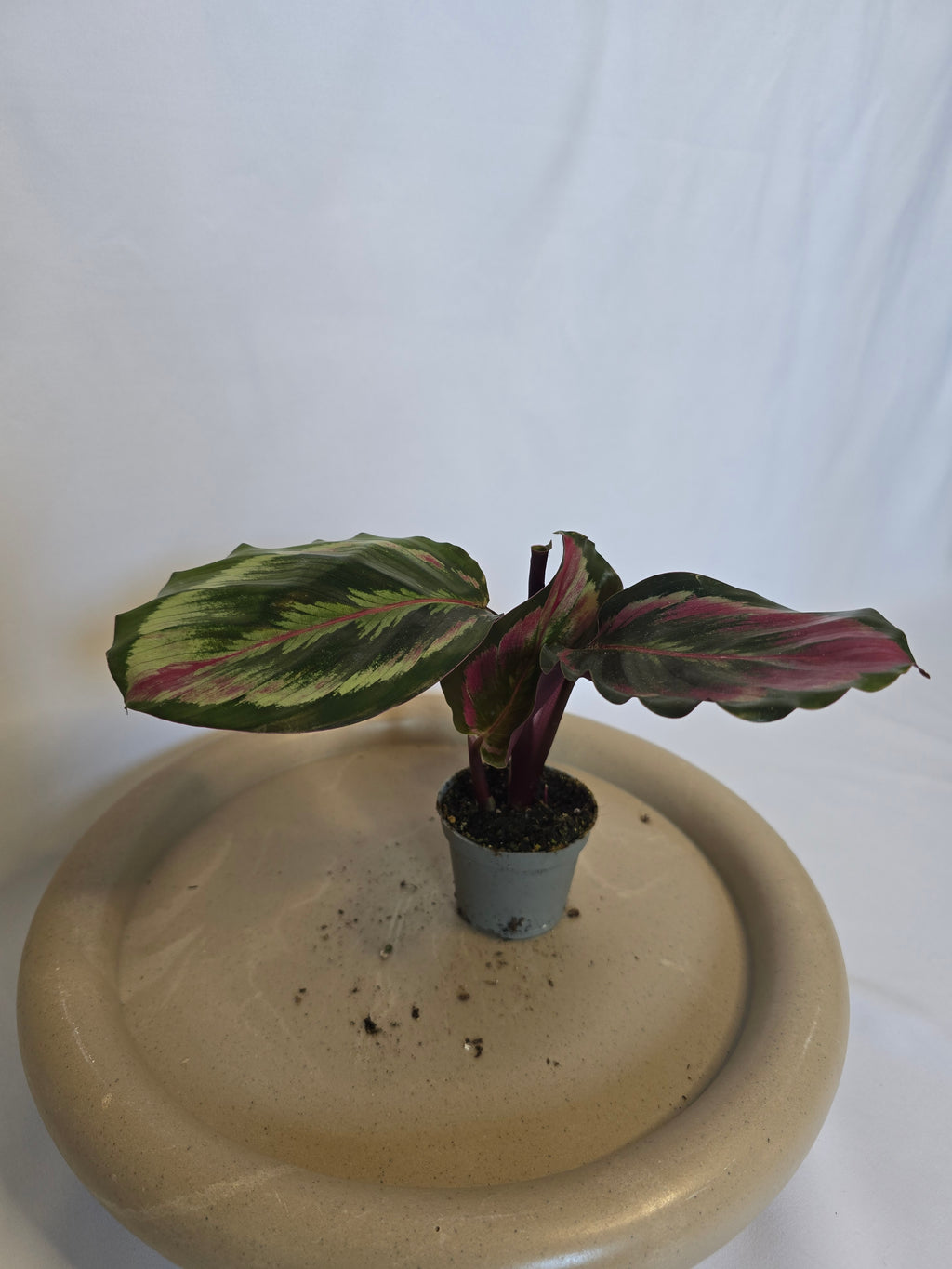 Calathea Red Mojo ❤️🌿 – Plante Tropicale Colorée (Pot 6 cm)