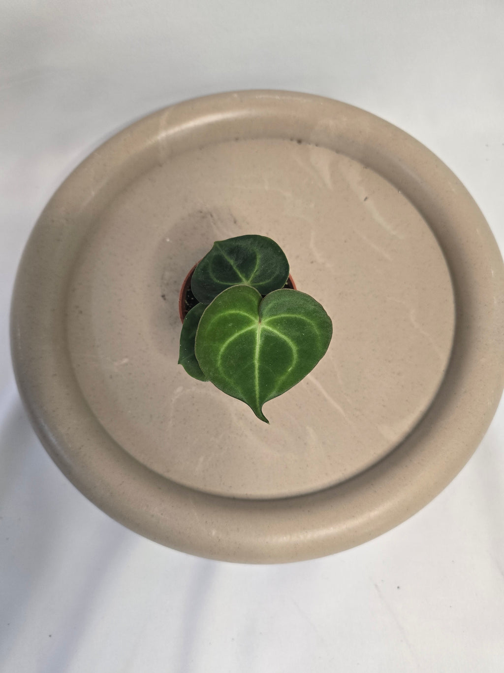 Anthurium Clarinervium – Plante tropicale rare velours