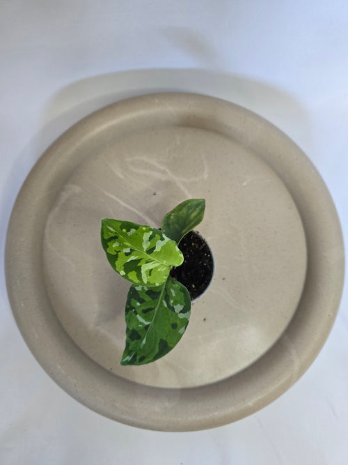 Aglaonema Pictum Tricolor 🌿 – Plante Tropicale Rare Camouflage