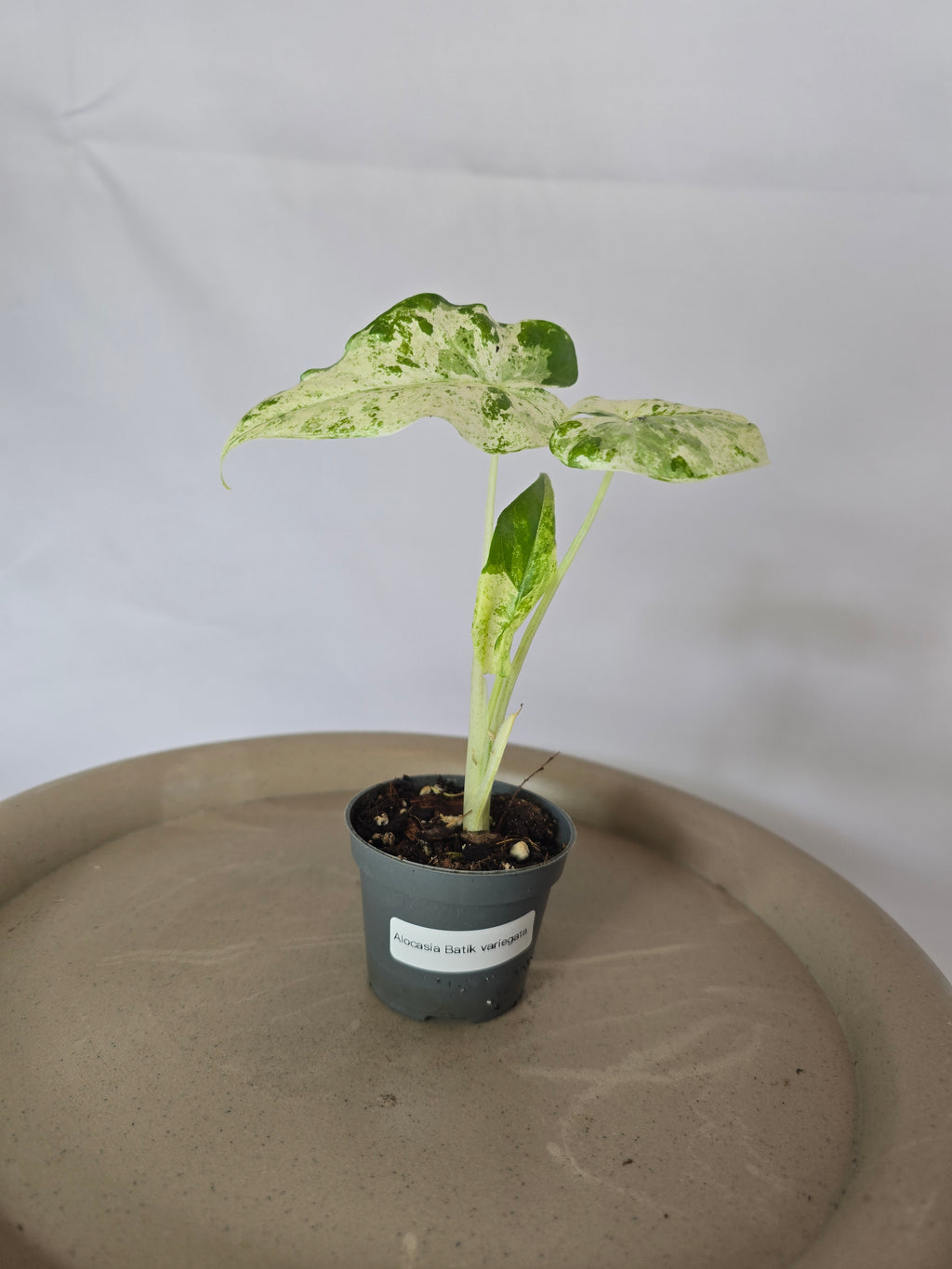 Alocasia Batik Variegata🌱✨️