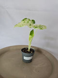 Alocasia Batik Variegata🌱✨️