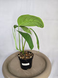 🌿✨ Monstera Obliqua El Pangui – Une Rareté Botanique Exceptionnelle ✨🌿