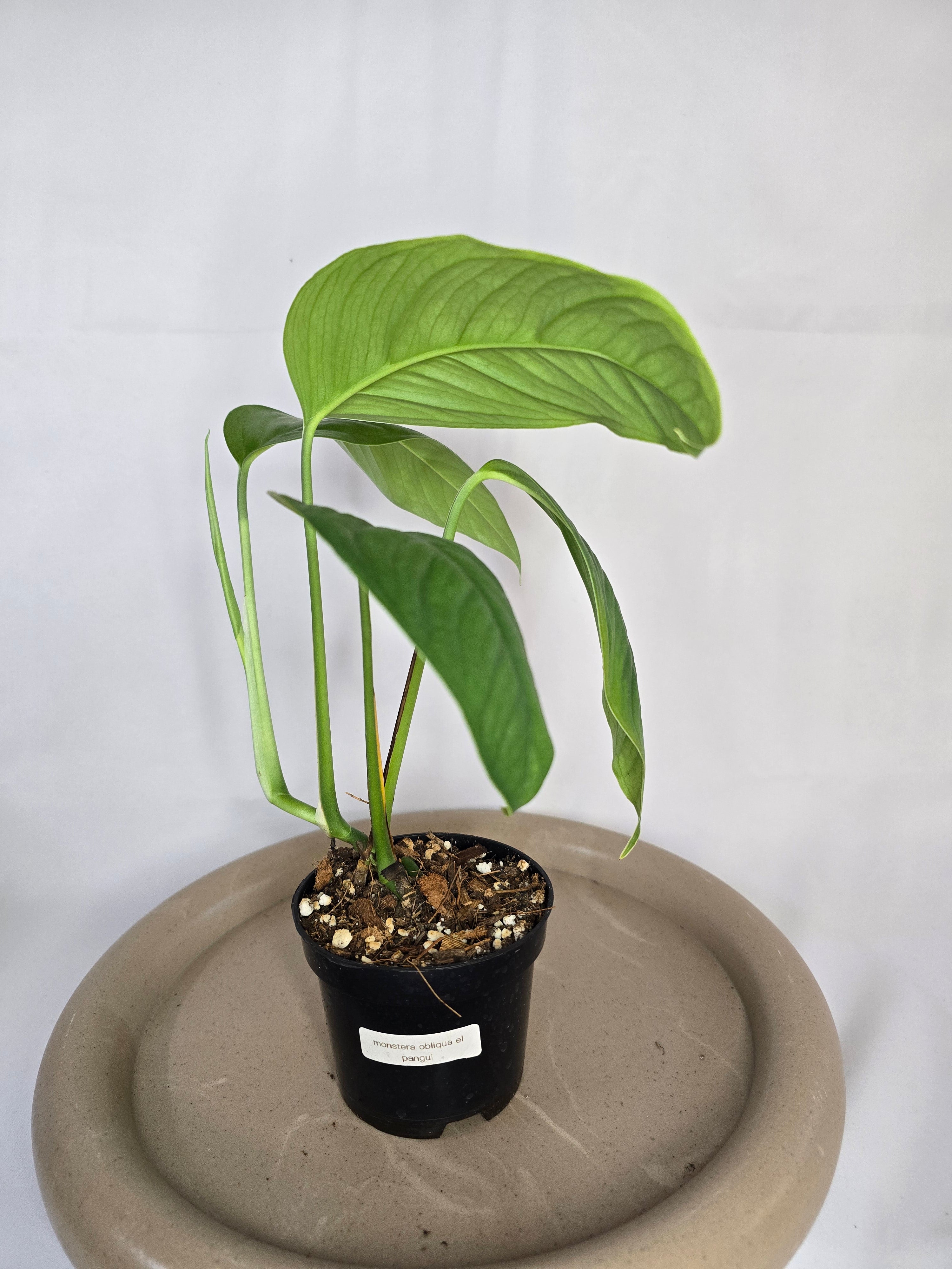 🌿✨ Monstera Obliqua El Pangui – Une Rareté Botanique Exceptionnelle ✨🌿