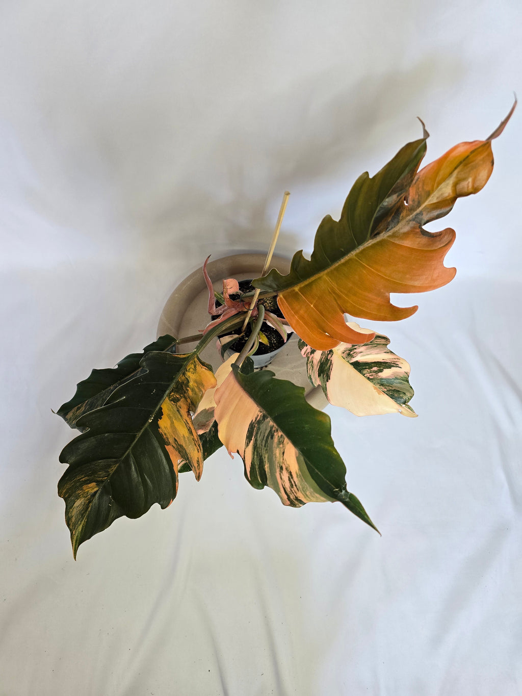 Philodendron Caramel Marble 🌿🔥 – Plante Rare Panachée