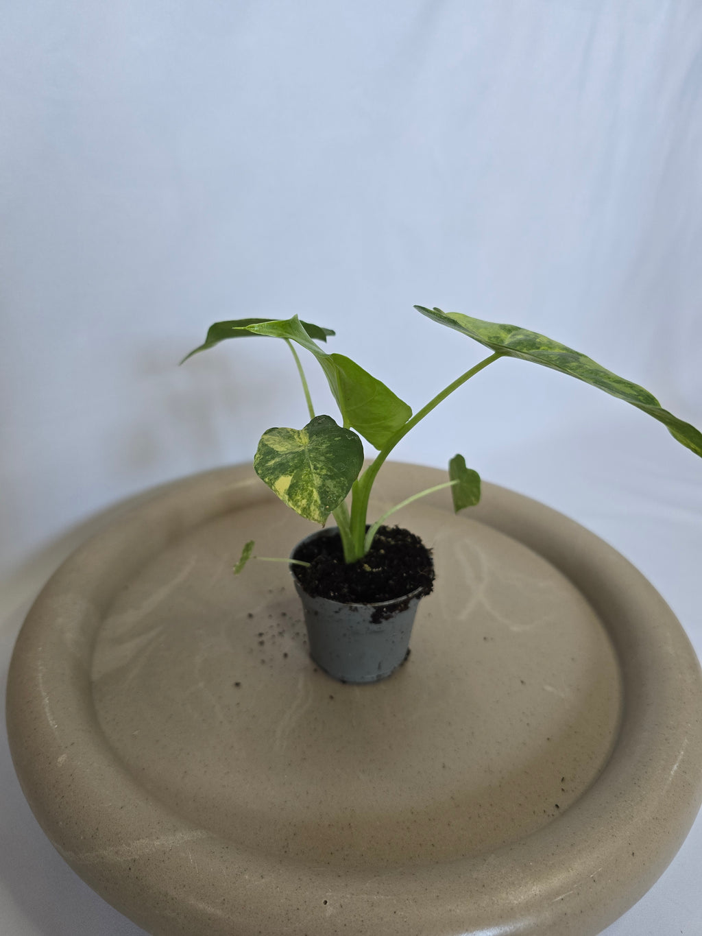 Alocasia Macrorrhizos Aurea Variegata 🌿✨ – Plante Rare Panachée
